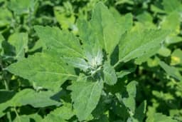 BIJELA LOBODA - Ljekoviti korov koji raste u našim baštama!