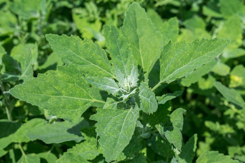 BIJELA LOBODA - Ljekoviti korov koji raste u našim baštama!