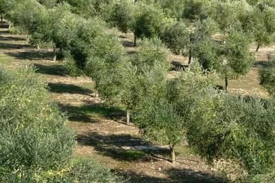 Trulo korijenje starih maslina može upropastiti nove