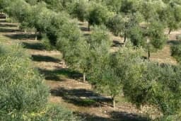 Zašto frezanje nije dobro za suzbijanje korova?