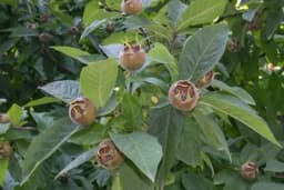 ZABORAVLJENA BILJKA - Njena ljekovita svojstva će vas oduševiti