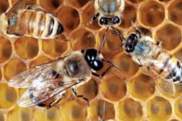 Šta zaista pčele rade tokom zime?