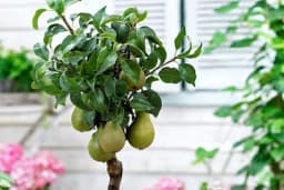 Patuljasto voće - Uzgoj i njega