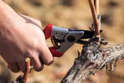 Zimska rezidba vinove loze