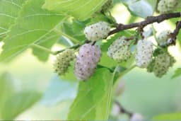 BIJELI DUD - Ljekovita svojstva