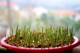 Božićna pšenica - Savjeti kako da bude lijepa i bujna