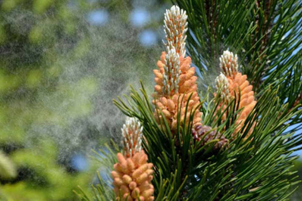 Borov polen ekspresno podiže imunitet, evo kako se pravi!