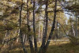 Ljekovito drvo BREZA - Čajevi i recepti za mnoge bolesti!