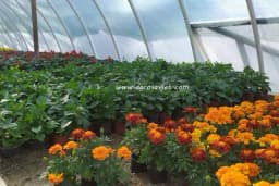 Njega cvijeća u plasteniku zimi