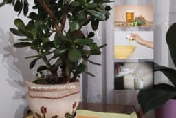 Zalivanje cvijeća mlijekom? I još mnogo korisnih trikova za cvijeće bez mane!