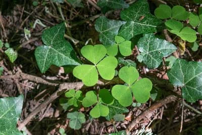 Zečja djetelina - Ljekovita biljka koja pomaže kod raznih vrsta čireva /RECEPTI/