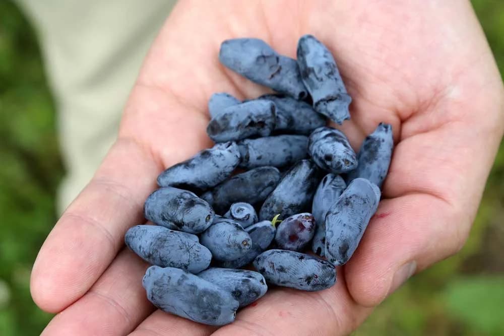 haskap ili sibirska borovnica