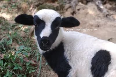 Njega jagnjadi nakon rođenja