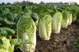 Kineski kupus - Zeleno lisnato povrće bogato vitaminima