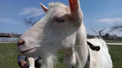 Ove 3 rase koza stočari u Italiji obožavaju, a evo zbog čega