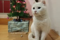 Zašto treba imati mačku kao kućnog ljubimca