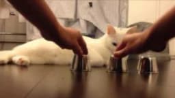 Maca genijalac - Pogledajte fascinirajući video!