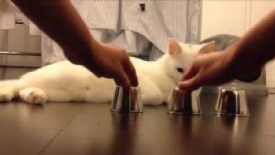 Maca genijalac - Pogledajte fascinirajući video!