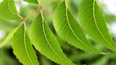 Neem biljka – Čuvar zdravlja i ljepote