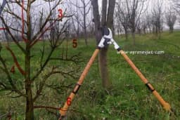 Ovo su GRANE koje treba OREZATI prilikom orezivanja VOĆAKA!