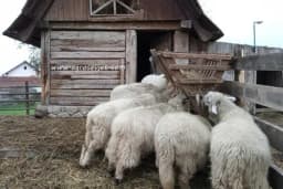 Ovčije mlijeko kao lijek, bogati izvor proteina