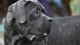 Pas nevjerovatne snage, odan zaštitnik porodice i djece - Ako imate ovog psa, imate i sigurnost!