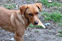 10 razloga zbog kojih su mješanci posebniji od čistokrvnih pasa