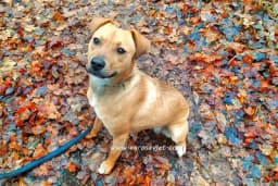 Psi mogu prepoznati lošu osobu