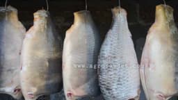 Korisni savjeti za sušenje i dimljenje ribe