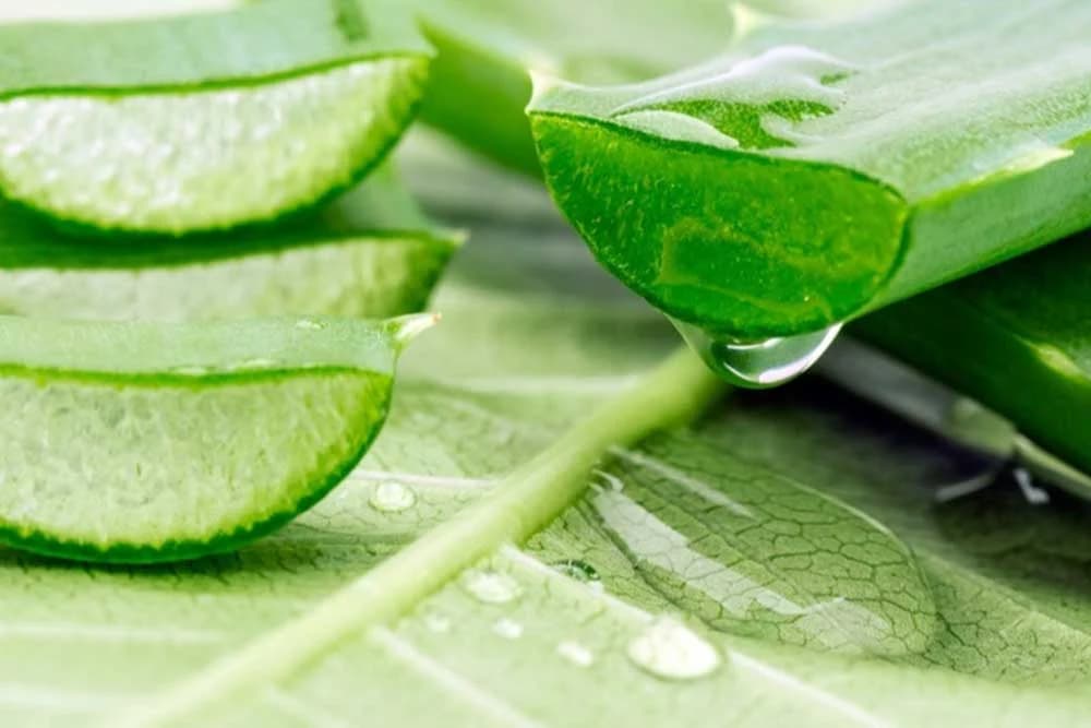 aloe vera
