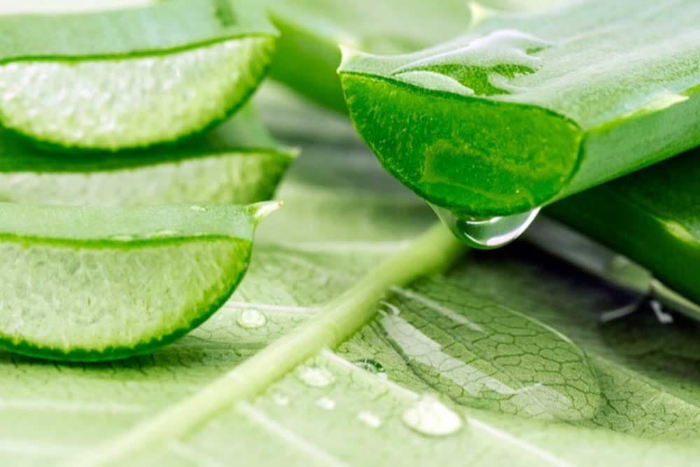 aloe vera