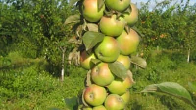 Stubaste jabuke - Sadnja, njega i sortiment