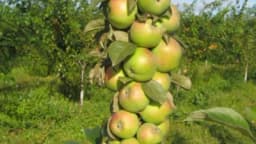 Kako da gajite stubaste jabuke?