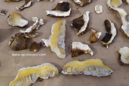 Što ih više jedemo to smo zdraviji - Ovi šumski plodovi štite od raka i jačaju imunitet!