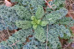 Toskanski kelj u obliku palme - Prepun hranljivih materija