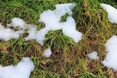 ZIMSKA BUĐ – Ova pojava uništava vaš travnjak, evo kako da je spriječite!