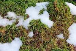 ZIMSKA BUĐ – Ova pojava uništava vaš travnjak, evo kako da je spriječite!