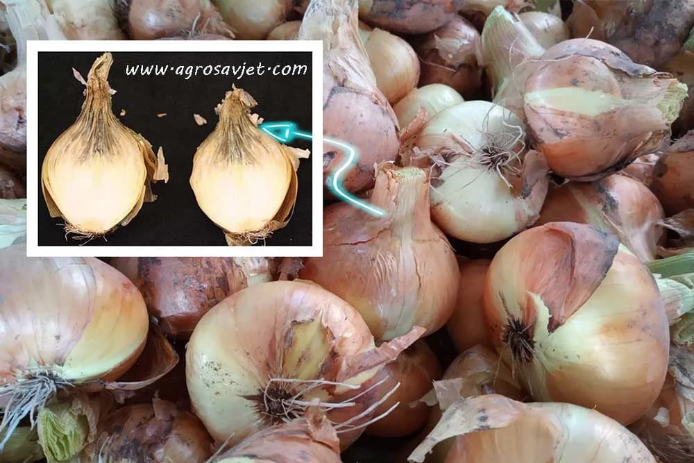 Trulež glavica crnog luka