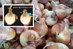 Skladištenje i preventivne mjere u suzbijanju truleži glavica crnog luka