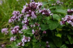 Šta sve liječi vranilova trava ili divlji origano