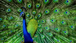 Svi se oduševe kada paunovi rašire svoj RASKOŠNI REP, a da li ste znali za šta im on ZAISTA SLUŽI?