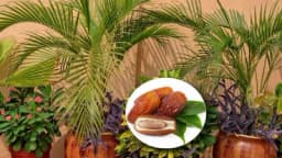 OD URME DO PALME- Kako da odgajite lijepe biljke iz sjemenki urme