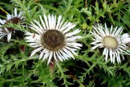 VILINO SITO - Za šta je dobra ova neobična biljka?