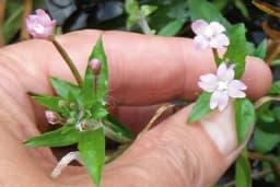 VRBOVICA – Prirodni spas za prostatu i urinarne infekcije