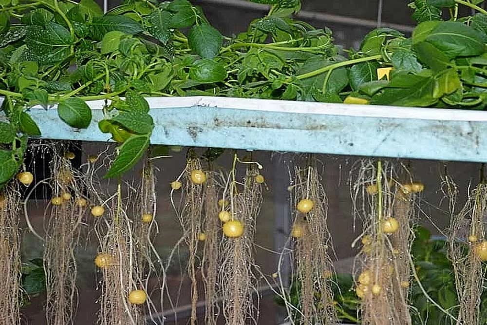 Aeroponski uzgoj krompira - Prinosi veći, a manje prskanja i bolesti!