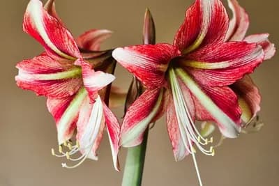 AMARILIS - Cvijet od kojeg zastaje dah