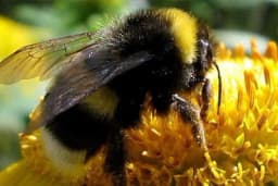 Bumbarov let - Tijelo preteško, a krila prekratka, kako je to moguće?