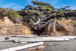 Čudesno drvo života koje prkosi pravilima - Godinama visi iznad tla i bori se za život!