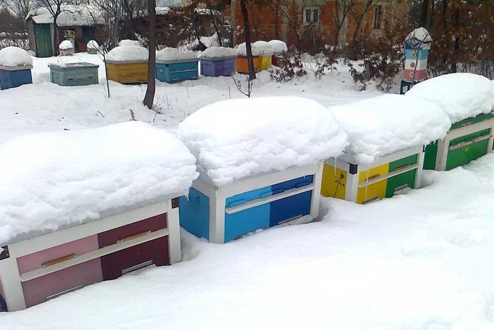 Kako tokom zime provjeriti da li je u košnici sve u redu, a pri tome ne uznemiriti pčele