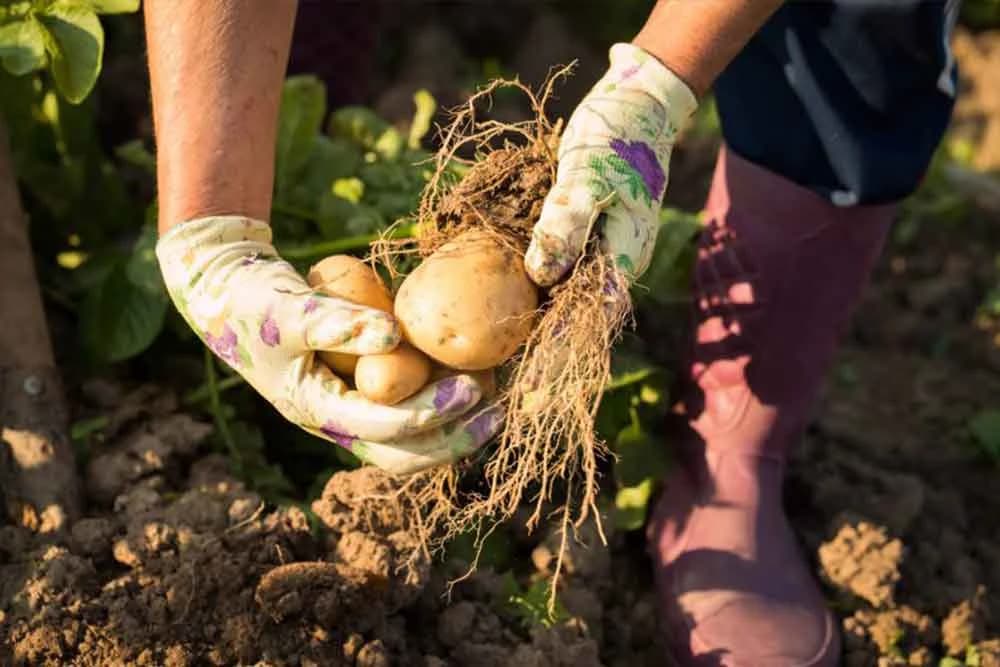 SEVERINA SORTA KROMPIRA